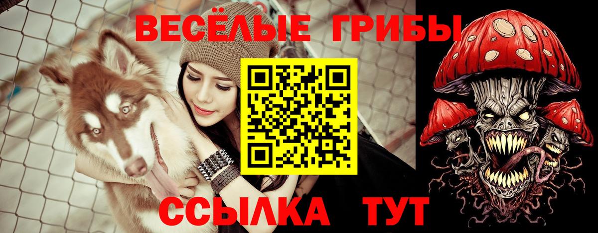 Псилоцибиновые грибы Psilocybine cubensis Красноармейск